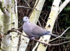collared dove (Streptopelia decaocto) Kenneth Noble